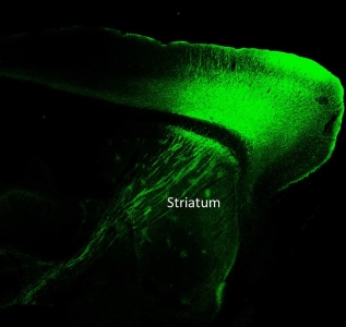 Projections du cortex vers les structures des ganglions de la base révélée par immunofluorescence.