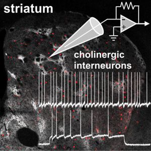 Électrophysiologie en patch-clamp et immunohistochimie.